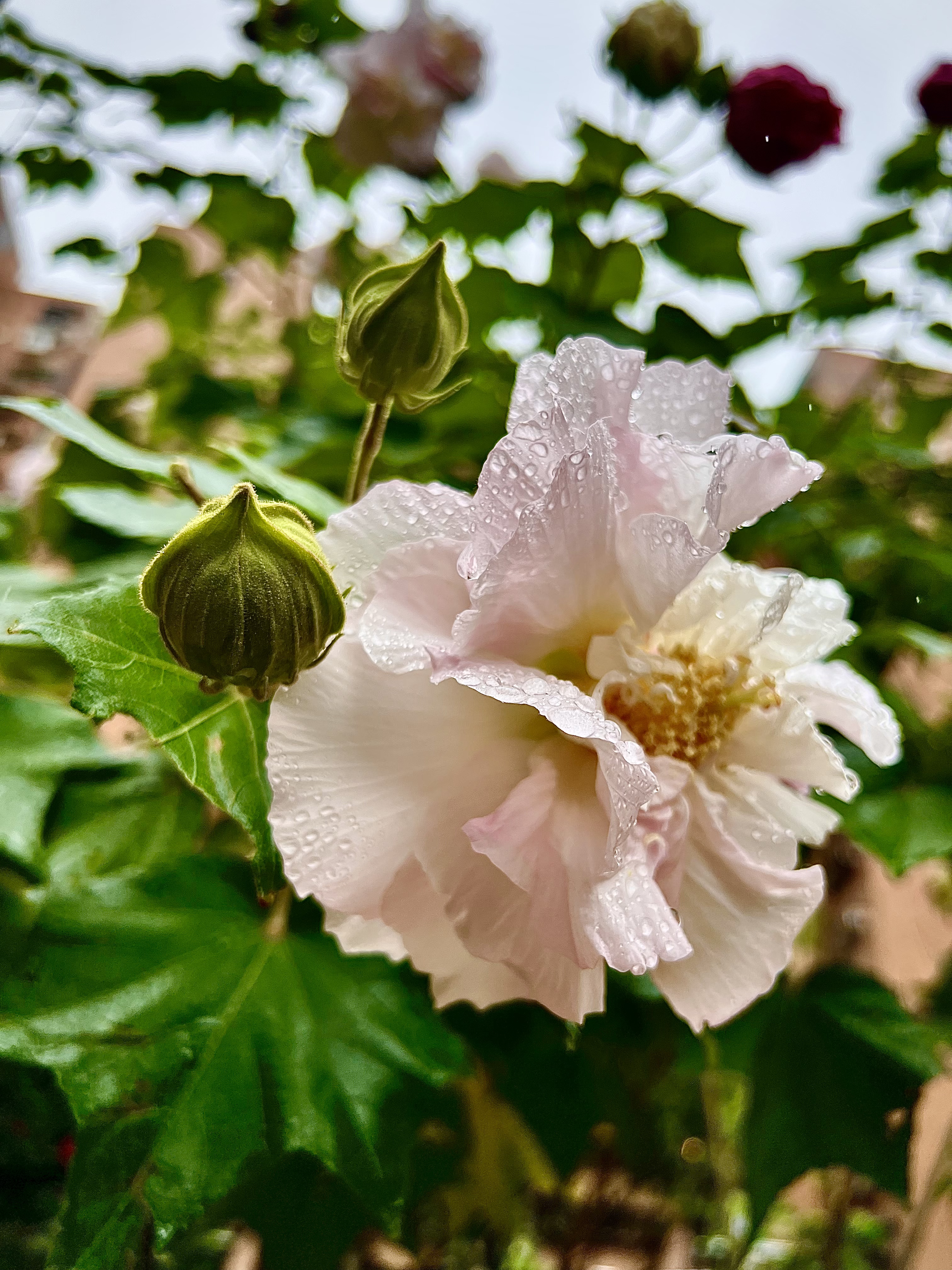 雨中花